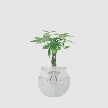 │ 玻璃系列 │ 編織發財樹 - 水耕盆栽 魚水共生 招財 風水