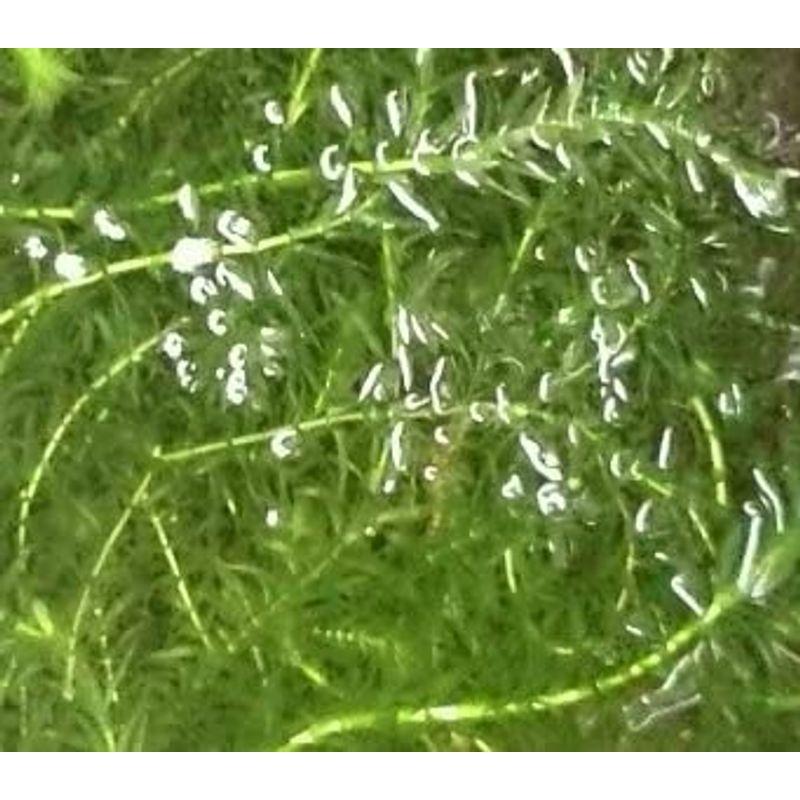 1000本以上 阿蘇の湧水で育った水草 天然アナカリス - 水草