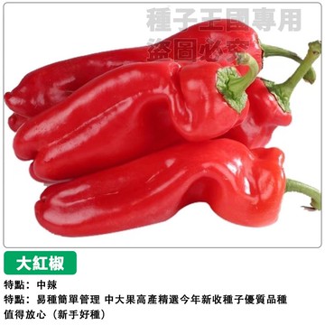 🌶️【台灣現貨｜大果肉厚】中辣大紅椒種子 辣椒種子 燈籠椒 四季可種 高產量 盆栽陽台/家庭菜園 鮮食醃漬