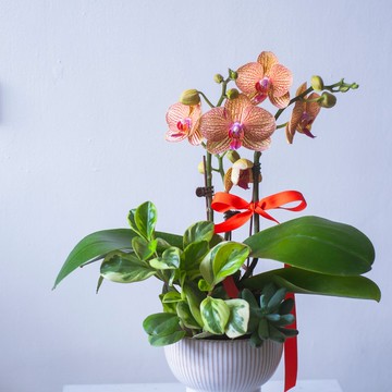 網紋蘭花高腳盆栽 | 榮升 | 開幕送禮 | 居家佈置