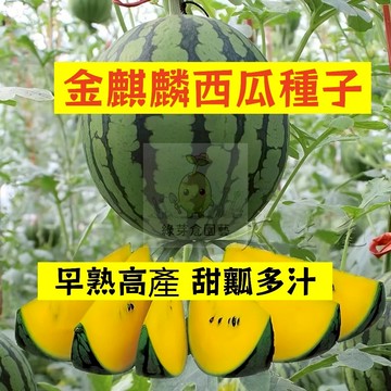 🍉金麒麟西瓜種籽XG-14 甜瓤多汁 不裂瓜 橢圓形禮品西瓜 吊瓜甜度高 薄皮沙瓤 四季高產少籽黃瓤西瓜盆栽地栽水果種子