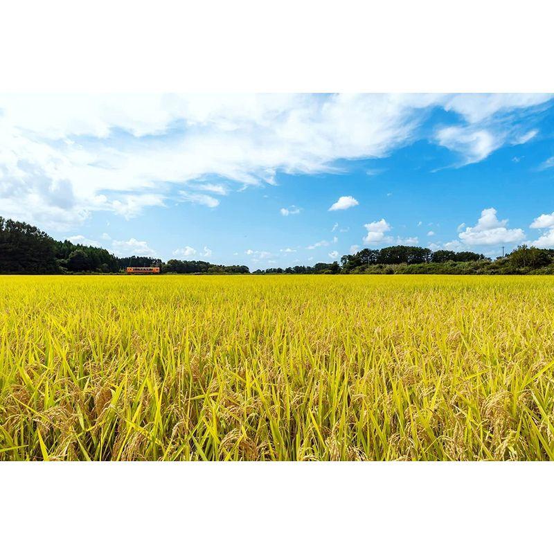 精米青森県産 無洗米 青天の霹靂 5kg