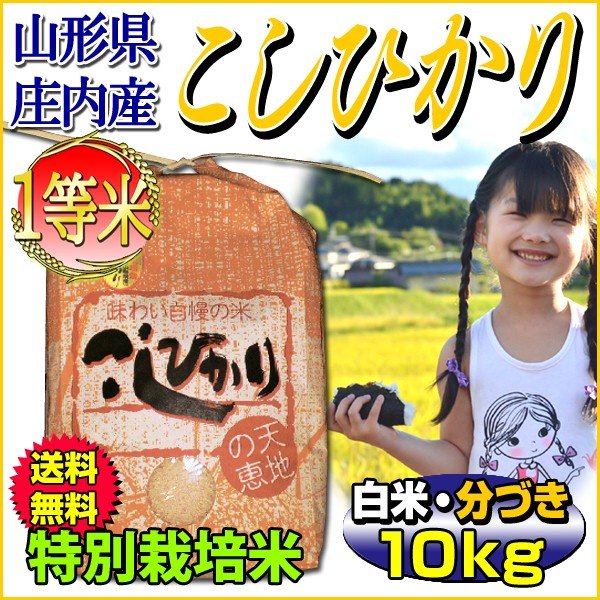 お米 コシヒカリ 白米 10kg 山形県庄内産 分づき可 一等米 特別栽培米 5kg×2袋 送料無料 令和4年産