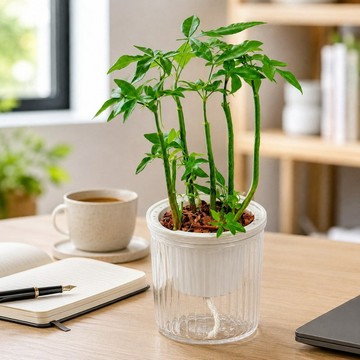 多枝馬拉巴栗 免澆水盆栽 室內植物 觀葉植物 禮物 盆栽 辦公室