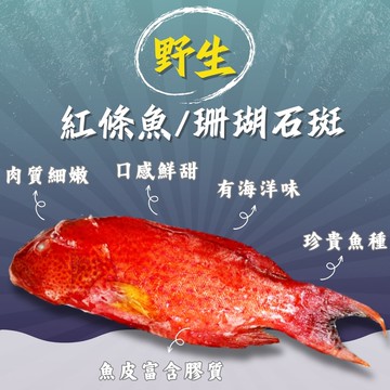 【五朝港水產】野生紅條海石斑 大尾 已三去 (400-500克/隻) 3入優惠組合