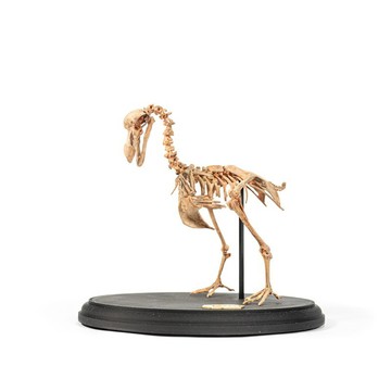 古生物3D列印模型-渡渡鳥