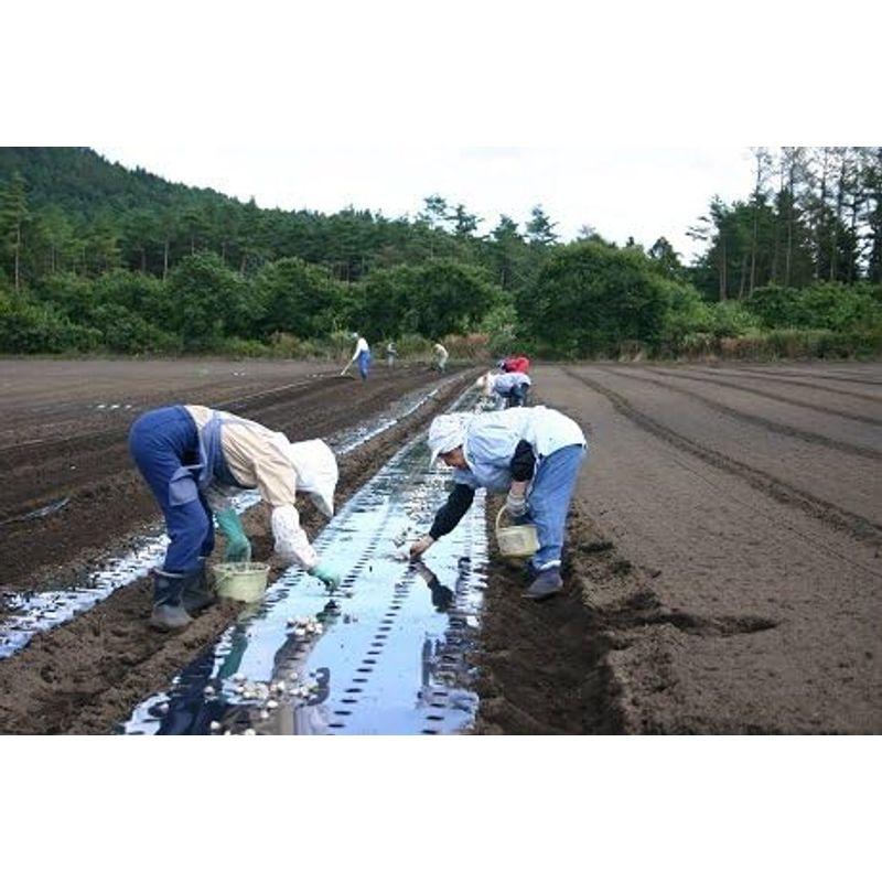 青森県産 むきにんにく １ｋｇ 大小込 国産 ニンニク