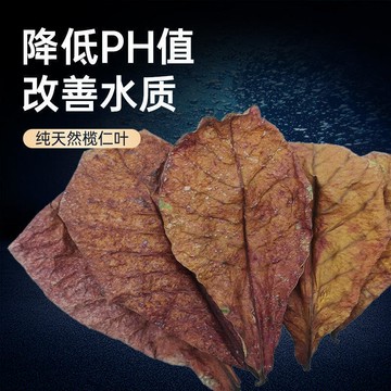 欖仁葉降低魚缸PH值降酸調節改善水質自然菌10pc 50pcs