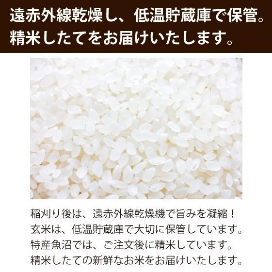 新米 お米１０ｋｇ 令和5年産 魚沼産コシヒカリ 無洗米5ｋｇ×２袋  安心安全 農家直送 信頼と品質のお米 魚沼市推奨コシヒカリ 送料無料