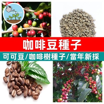 🍂可可豆種子 可可樹種子 咖啡豆種子 熱帶果樹種子 巧克力原料 可可樹苗 觀葉盆栽 咖啡豆種子同場加映 室內植物