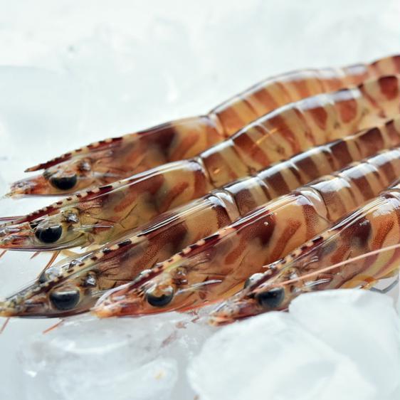 魚介類 エビ 熊本・天草の車海老（生食可・冷凍）（10〜14尾 300g） 産地直送