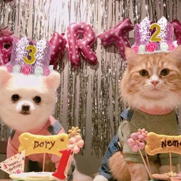 🐩寵物生日裝🐈 生日佈置 收涎佈置 生日慶生 收涎派對 週歲生日佈置 性別派對 寵物生日佈置套組 氣球佈置 週年紀念日