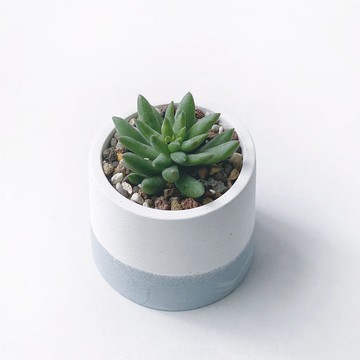 (預購) 莫蘭迪藍系列 | 靜夜玉綴 圓形雙色水泥多肉植栽