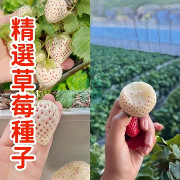 💥蝦皮熱銷💥【精選草莓種子】超低價  四季草莓種子 雪兔草莓種子 水果種子 果大超甜 四季可種 高產抗病 庭院陽台種植