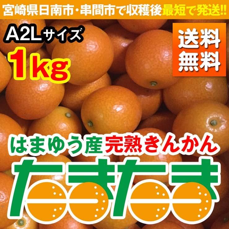 1月下旬発送　完熟きんかん たまたま 1kg A2Lサイズ 宮崎県日南市と串間市産 送料無料