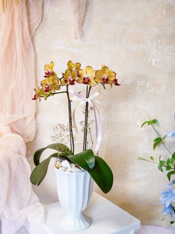 招財貓蝴蝶蘭植栽【限店面自取/雙北專送】新年送禮 新居落成