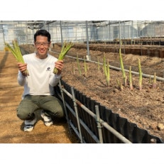 カトちゃん農園の極太アスパラガス(さぬきのめざめロング)春芽1kg