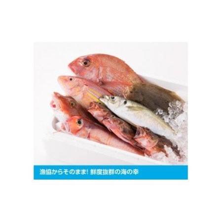 ふるさと納税 『日向灘海の幸』通浜鮮魚セット 宮崎県川南町