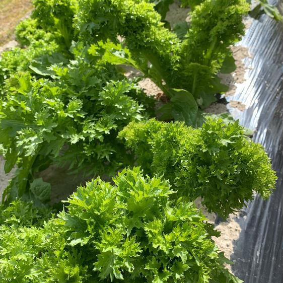 野菜 セット・詰め合わせ 淡路島からの野菜4種詰め合わせセット 産地直送