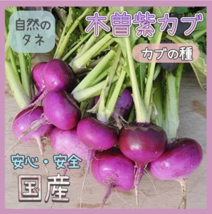 「木曽紫カブ」 カブの種 化学肥料 農薬不使用で栽培 家庭菜園 種 タネ カブ 野菜