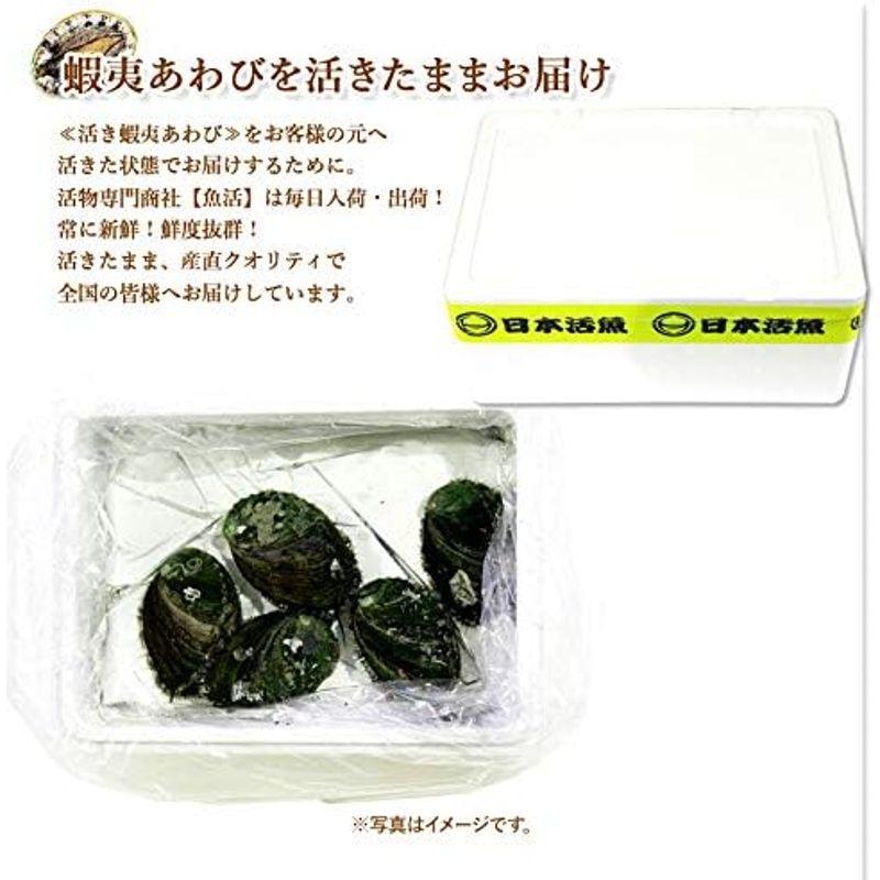 活き蝦夷あわびセット 活き物のため配送日時のご指定をお願いします。 (100 110g 6枚)