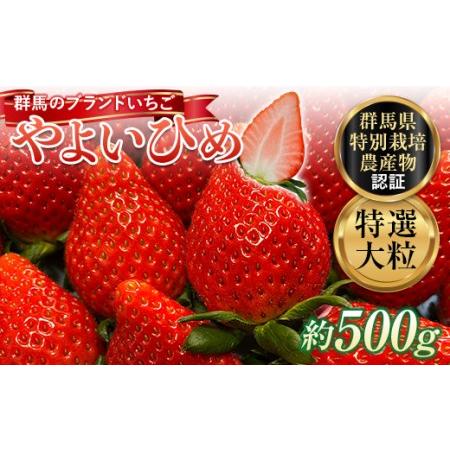 ふるさと納税 特選大粒 ブランドいちご「やよいひめ」朝摘みでお届け！500g イチゴ 苺 果物 フルーツ くだもの デザート ケーキ作り 群馬県 渋川.. 群馬県渋川市