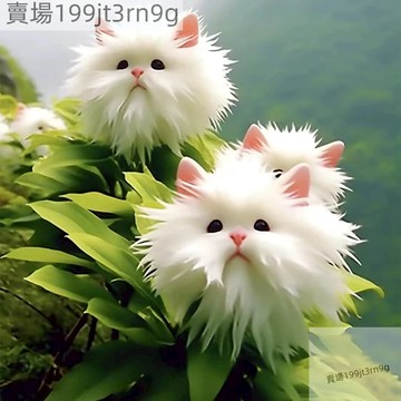 現貨 新款稀有 貓臉花種子（250粒）四季種植 滿屋濃香型 奇特花卉陽台盆栽植物花卉綠植四季開花 觀賞花卉 淨化空氣