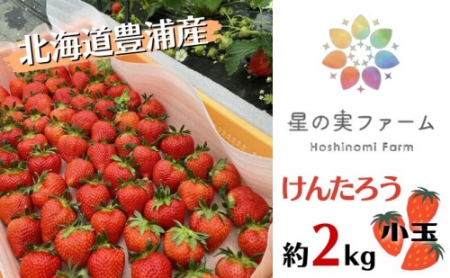 2024年5月上旬から出荷 北海道 豊浦 いちご 小玉 けんたろう 250g×8パック 約2kg 農園直送 採れたて 新鮮 産直 苺 ストロベリー