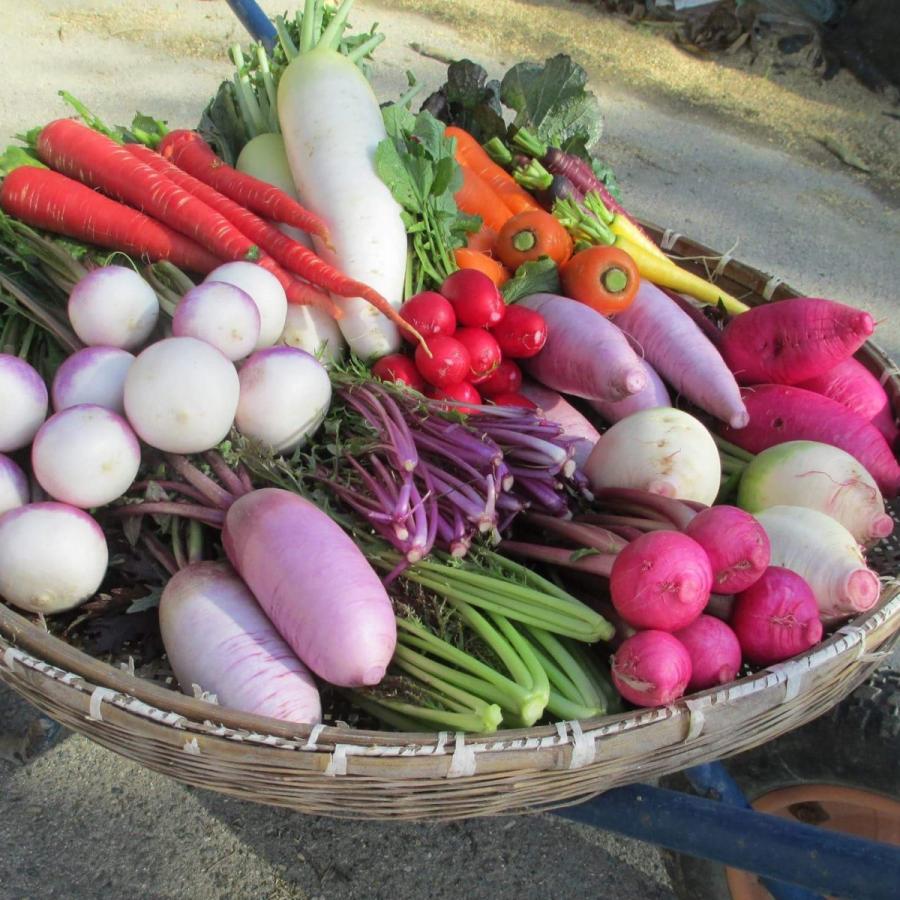 びわ湖が恋する野菜たち　Lサイズ　環境負荷の少ない農法　野菜セット　農家直送