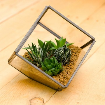 小建築百合科  禮物開幕賀禮