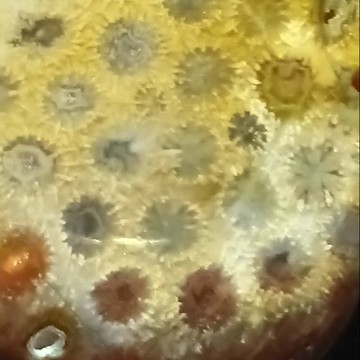 【水晶共生】寶瓶珊瑚項鍊