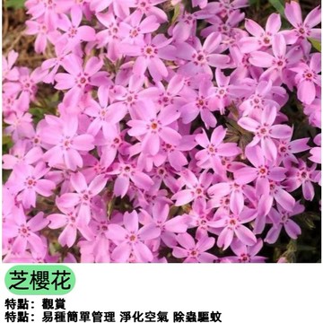 12h出貨芝櫻花種子日本 福祿考花籽 花卉種子 低矮 耐寒 四季開花 室外陽臺 見土就活 花子