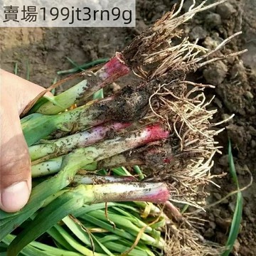 現貨 大蒜種子（500粒）四季種植 紅頭蒜 寬葉蒜苗 四季播種紅頭 白頭大蒜苗種子 大蒜苗種子 香味濃郁 發芽率高 陽台
