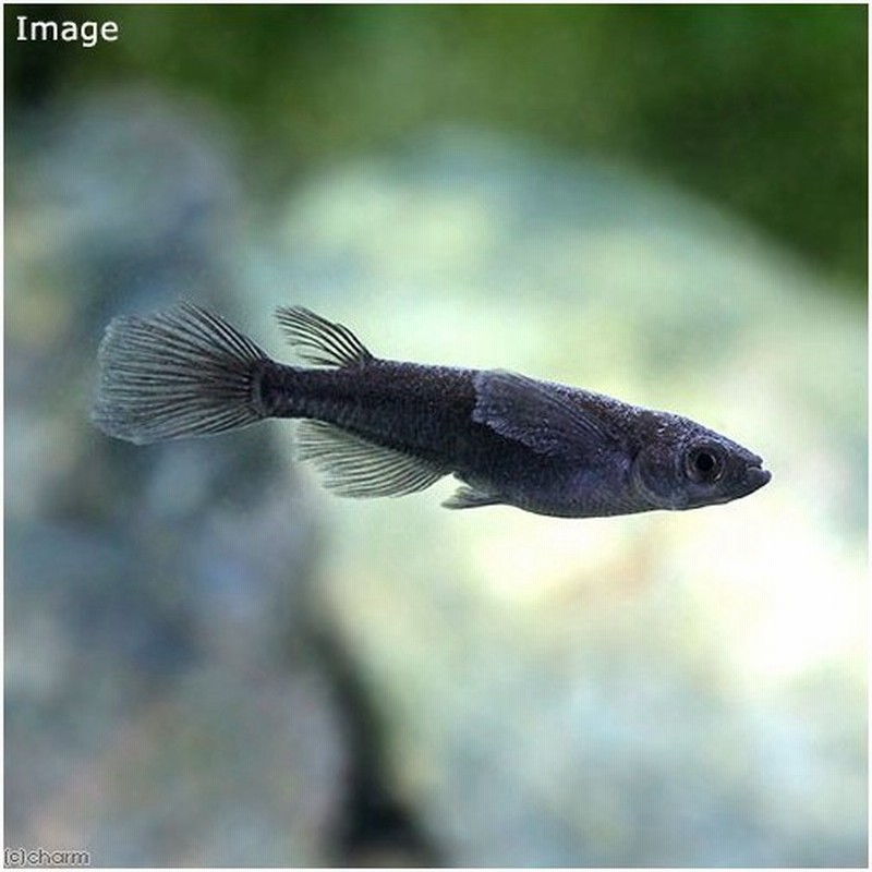 めだか ブラックキングメダカ ブラックキングめだか １匹 通販 Lineポイント最大0 5 Get Lineショッピング