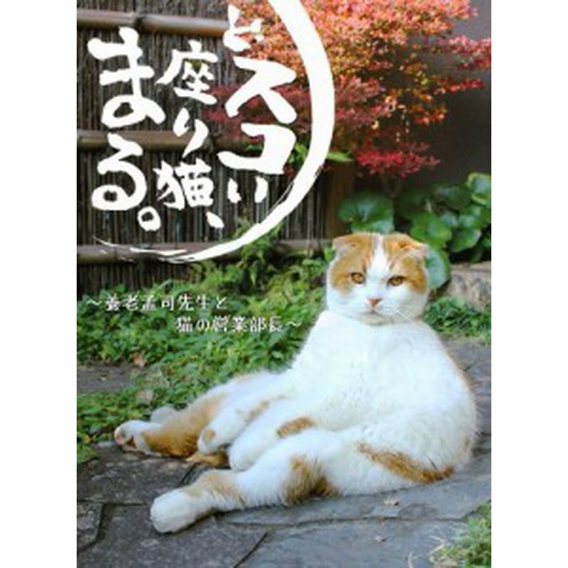 どスコい座り猫 まる 養老孟司先生と猫の営業部長 Dvd 中古品 通販 Lineポイント最大1 0 Get Lineショッピング