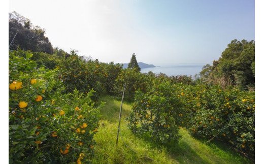 愛媛県産 清見 贈答用 4.5kg みかん 柑橘 完熟 ※2024年3月上旬～4月中旬頃に順次発送予定