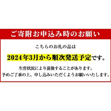 ふるさと納税 akune-2-41 ＜先行予約受付中！2024年3月から順次発送予定＞数量限定！朝堀り青果たけのこ(約1.5kg)国産 新鮮 タケノコ 竹の子.. 鹿児島県阿久根市