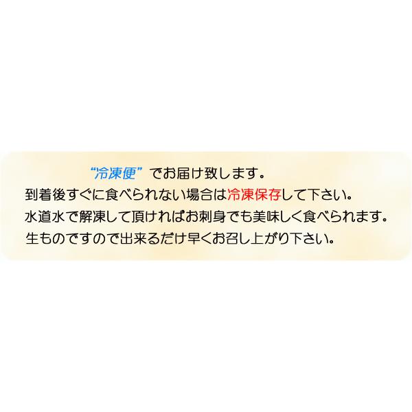 お刺身用海老　船内冷凍 がらえび　約500g　小サイズ　約40〜50尾　＜本海産・山陰沖＞