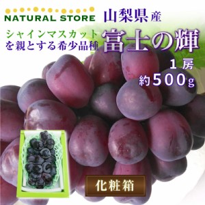 [最短順次発送] 富士の輝 1房 500g 特大 大粒 化粧箱 ぶどう ブドウ