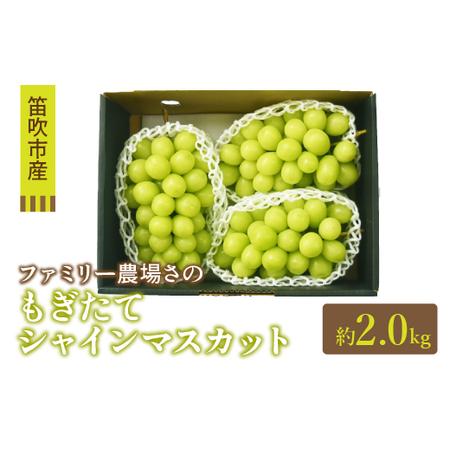 ふるさと納税 ＜2024年先行予約＞もぎたてシャインマスカット2kg 157-021 山梨県笛吹市