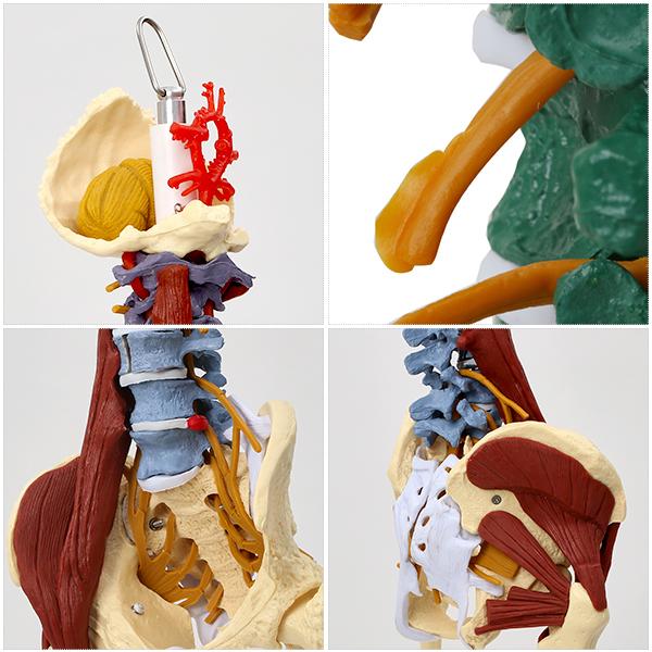 7ウェルネ 脊椎模型 人体模型 主要筋 靭帯 神経 血管 付 実物大 骨格模型 骨格標本 骨模型 骸骨模型 人骨模型 骨格モデル 人体モデル