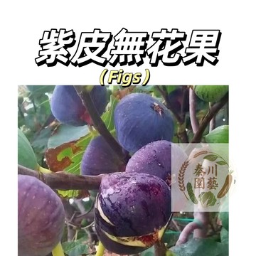 嘉義現貨（紫皮無花果種子WHG-10）無花果種子 庭院陽台無花果樹苗種子春秋播種盆栽種植水果種子多年生