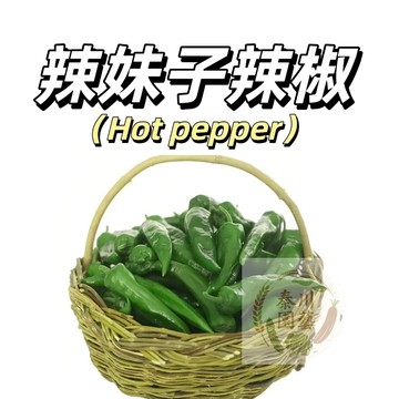嘉義現貨（辣妹子辣椒種子LJ-11）（大辣）老品種土辣椒種子青椒乾辣椒高產四季播種蔬菜種子