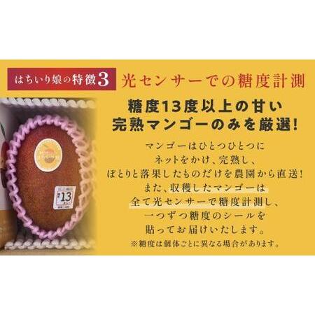 ふるさと納税 マンゴー「鉢入り娘」（ご家庭用1kg箱入り） 鹿児島県大崎町