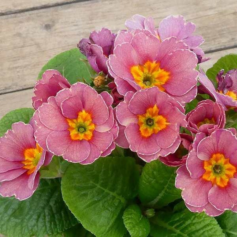 アンティーク 花が連続するリム 草花紋メッシュドイリー やや濃いアイボリートーン アンティーク 花が連続するリム 草花紋メッシュドイリー