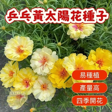 🌹 乒乓黃太陽花種子  四季種植 稀有重瓣 四季播種松葉牡丹易活開花不斷室內外陽臺種植 觀賞花卉種子 超低價