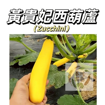 嘉義現貨（香蕉西葫蘆種子XHL-5） 無蔓蔬菜高產節瓜角瓜2-6月 9-11月播種耐熱早熟蔬菜種子@黃貴妃種子