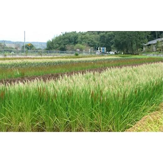 ふるさと納税 兵庫県 小野市 きすみのもちもちセット