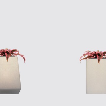 │ 方盆系列 │ 絨葉鳳梨 - 風水招財 陶瓷 水耕盆栽 自動補水