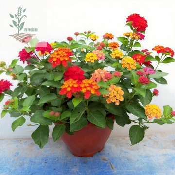 青禾園藝（馬纓丹種子）多年生五色梅種子花色鮮艷 四季開花圍墻花易養護灑下就活新手耐熱觀賞花卉種子